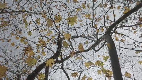 Autumn tree branches with few yellow leaves in windy weather Vídeo Stock 338107445