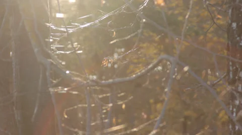 Autumn Tree Branches Video stock 31898628