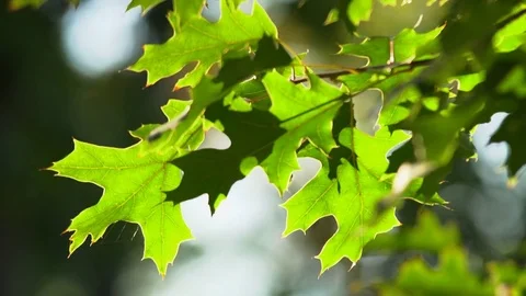 Autumn tree branches Stock Footage 80466043