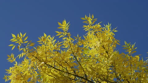 Autumn tree branches 動画素材 217699703