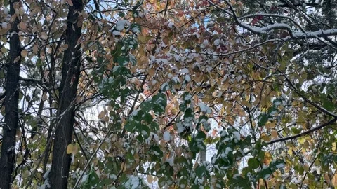 Autumn tree branches with green and yellow leaves in forest outdoors, seasonal Stock Footage 336960416