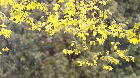 Autumn tree branches moved by the wind Stock Footage 128982255