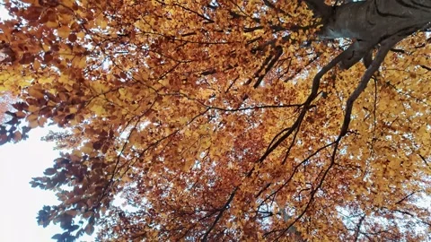 Autumn tree branches with orange foliage reaching toward sky in artistic Stock Footage 324960241