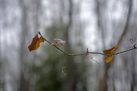 Autumn tree branches Stock Photos