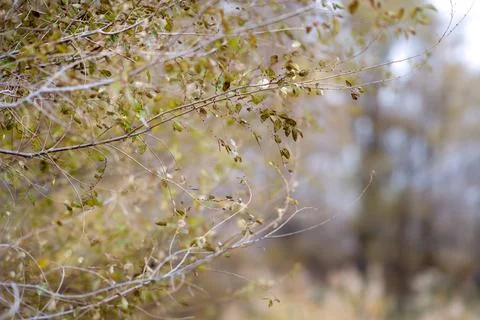 Autumn tree branches Stock Photos