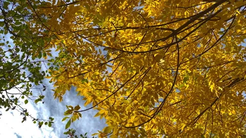 Autumn tree branches reaching up to the cloudy sky Stock Footage 285622725