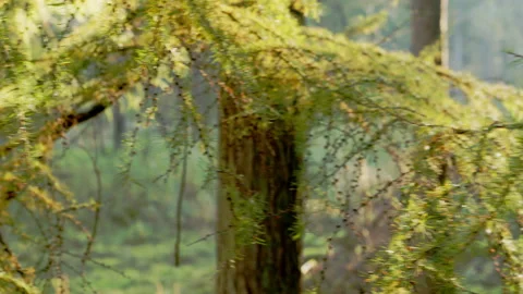 Autumn tree branches with sun rays moving camera Stock Footage 189438603