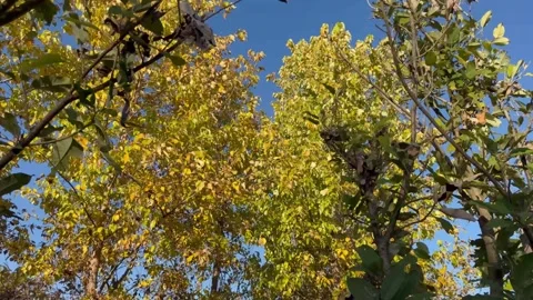 Autumn tree branches swaying in the wind under clear blue sky Stock Footage 323525823