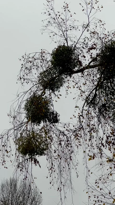 Autumn tree branches with witch broom nests mysterious seasonal nature stock vid 스톡 동영상 320998474