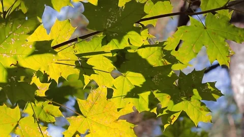 Autumn tree branches with yellow maple leaves swaying in wind against blue sky Video stock 188846697
