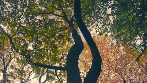 Autumn Tree Canopy Stock Footage 96638162