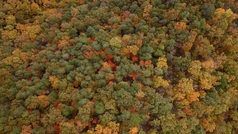 Autumn Tree Canopy 스톡 동영상 104110586