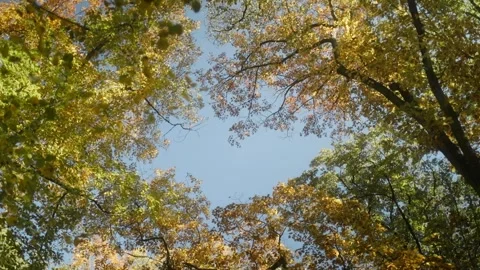 Autumn Tree Canopy Framing Clear Blue Sky 動画素材 289237763