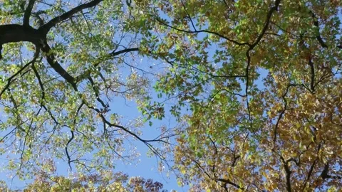 Autumn tree canopy moving against blue sky Video stock 320812930