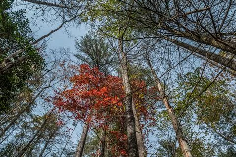 Autumn tree canopy Stock Photos