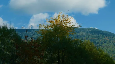 Autumn Tree Canopy with Rocky Mountain Valley in Background Stock Footage 320041834