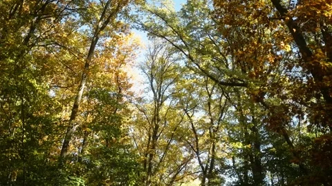 Autumn Tree Canopy with Sunlight Filtering Through Leaves 動画素材 289237742