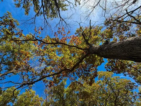Autumn Tree Canopy Viewed from Below with Blue Sky Foto stock