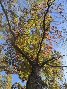 Autumn Tree Canopy Viewed from Below with Blue Sky 写真素材