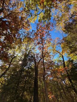 Autumn Tree Canopy Viewed from Below with Blue Sky Foto stock