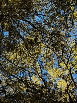 Autumn Tree Canopy Viewed from Below with Blue Sky Stock Photos