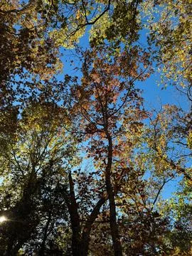Autumn Tree Canopy Viewed from Below with Blue Sky Stock Photos