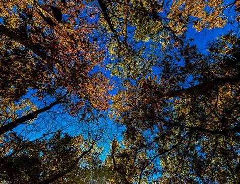 Autumn Tree Canopy Viewed from Below with Blue Sky Foto stock