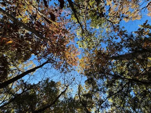 Autumn Tree Canopy Viewed from Below with Blue Sky Foto stock