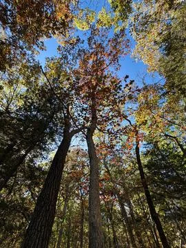 Autumn Tree Canopy Viewed from Below with Blue Sky 写真素材