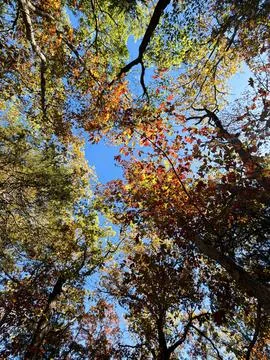 Autumn Tree Canopy Viewed from Below with Blue Sky Stock Photos