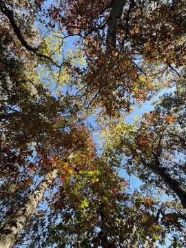 Autumn Tree Canopy Viewed from Below with Blue Sky 写真素材