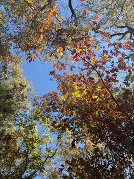 Autumn Tree Canopy Viewed from Below with Blue Sky Foto stock