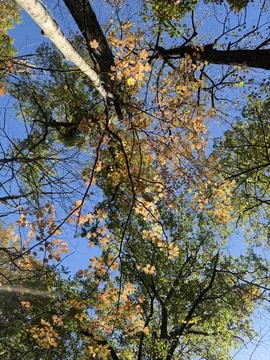 Autumn Tree Canopy Viewed from Below with Blue Sky Foto stock