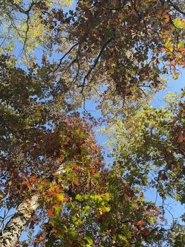 Autumn Tree Canopy Viewed from Below with Blue Sky Stock Photos