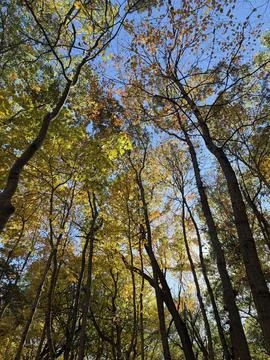 Autumn Tree Canopy Viewed from Below with Blue Sky Stock Photos