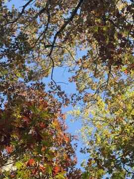Autumn Tree Canopy Viewed from Below with Blue Sky Foto stock