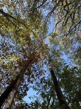 Autumn Tree Canopy Viewed from Below with Blue Sky Stock Photos