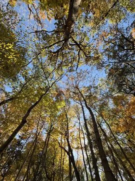 Autumn Tree Canopy Viewed from Below with Blue Sky Stock Photos