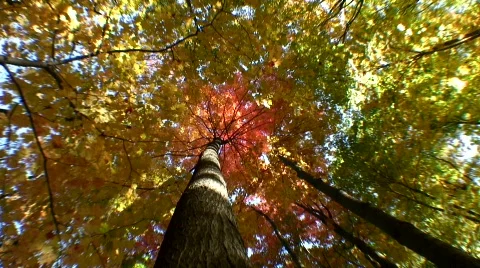 Autumn tree canopy zoom in 動画素材 543696