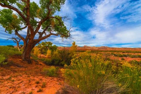Autumn tree in the canyon - utah fall landscape Stock Photos