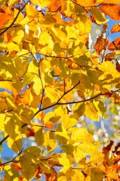 Autumn tree - closeup 写真素材