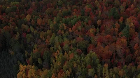 Autumn Tree Colors Stock Footage 162186898