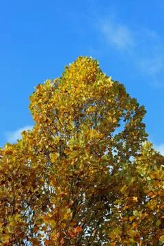 Autumn tree colour Stock Photos