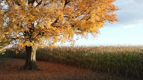 Autumn tree by corn field Stock Footage 31834123