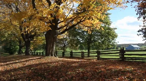 Autumn tree in countryside Stock Footage 31835816