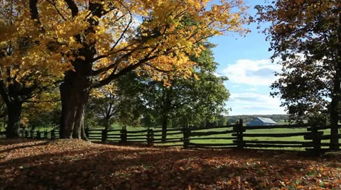 Autumn tree in countryside Stock Footage 31835858