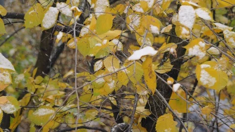 Autumn tree covered with first snow Video stock 100864132