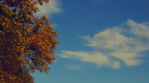 Autumn tree crown and a sky Stock Footage 45234358