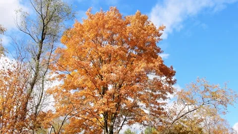Autumn tree crown, lush foilage, hiking weather. Stock Footage 254876036