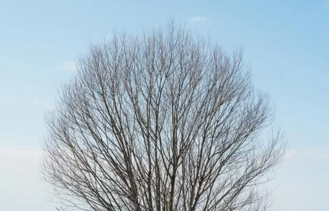 Autumn tree crown Stock Photos
